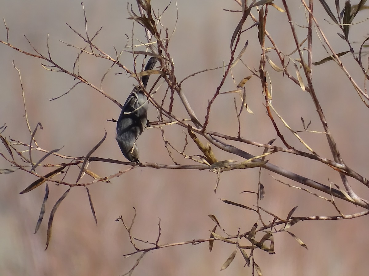 Mito Sastrecillo - ML646789901