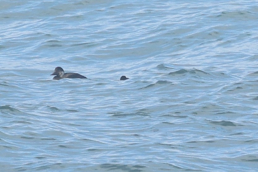 ヨーロッパクロガモ - ML646789903