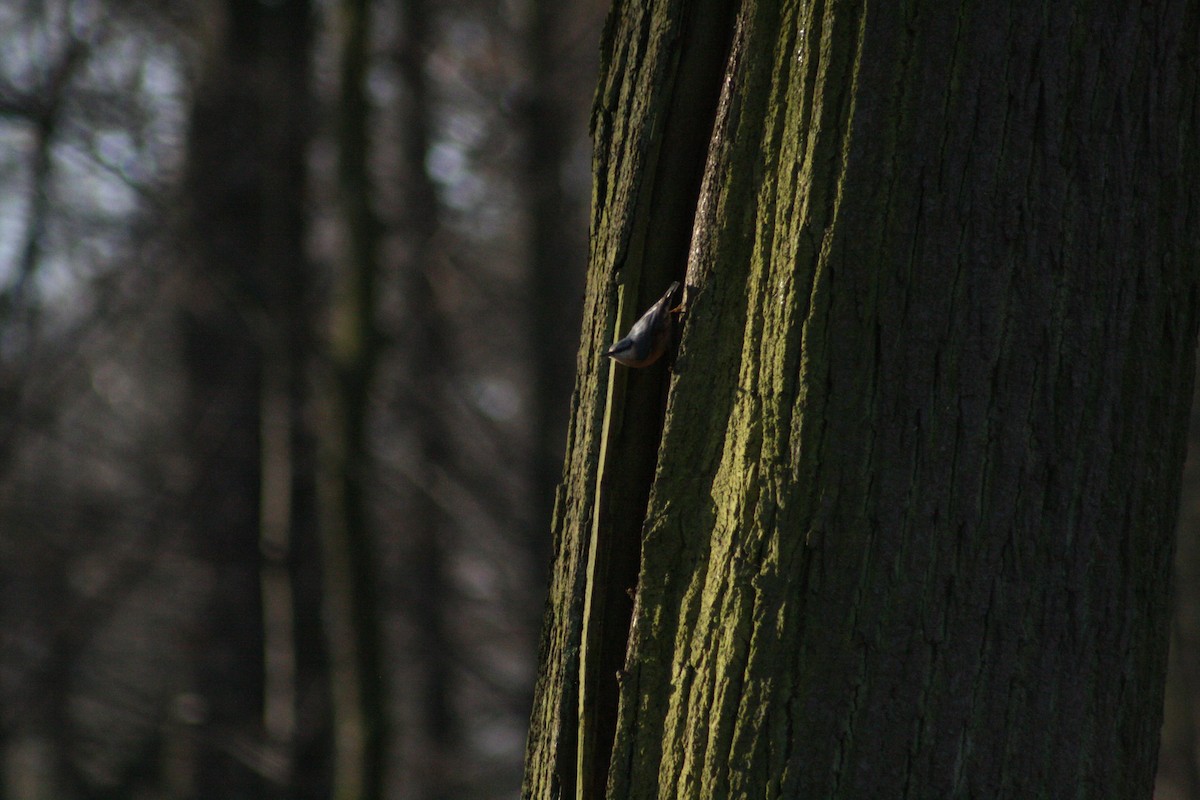 茶腹鳾 - ML646789904