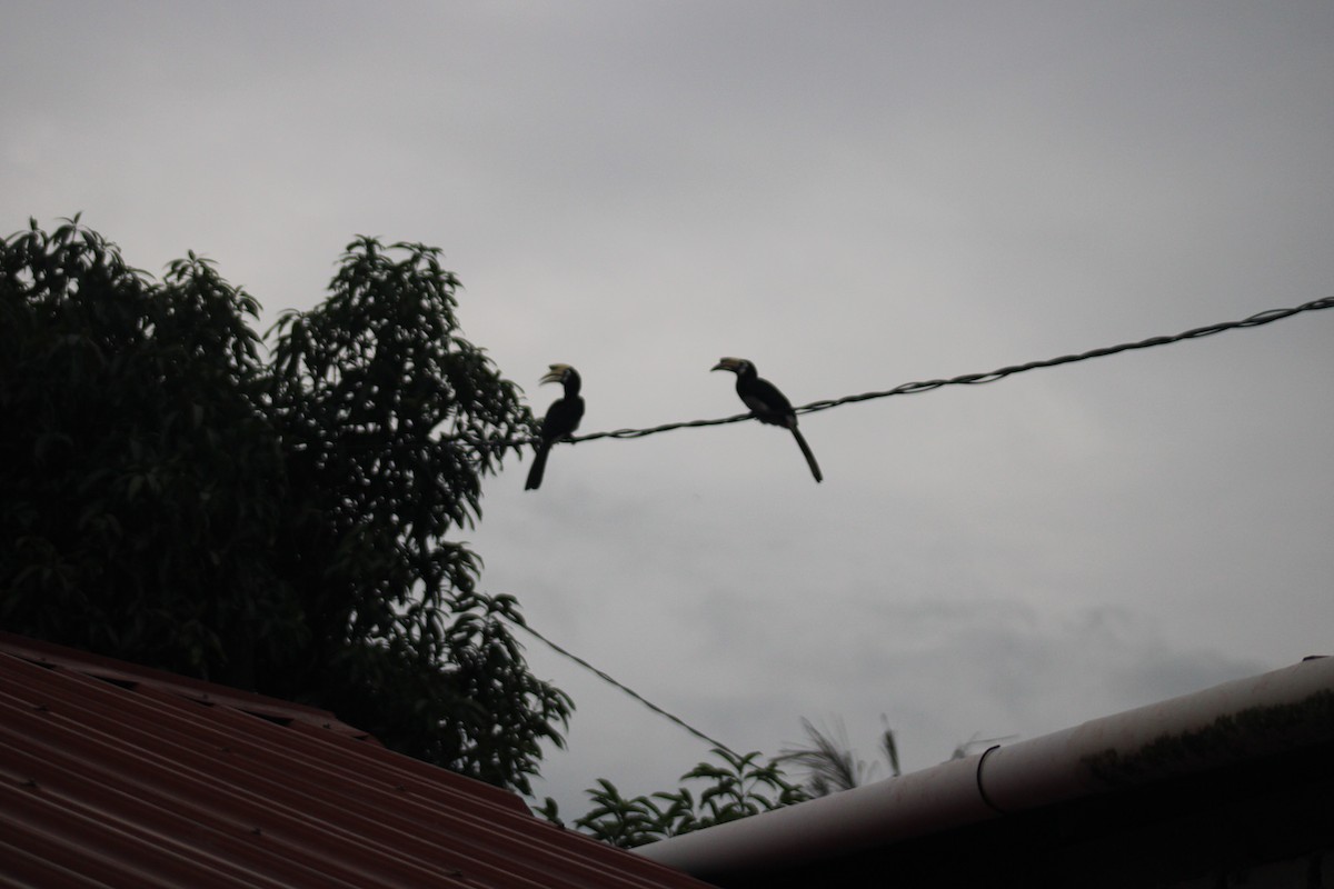 Oriental Pied-Hornbill - ML646789906