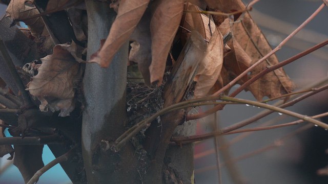 Чиж бородатий - ML646789909