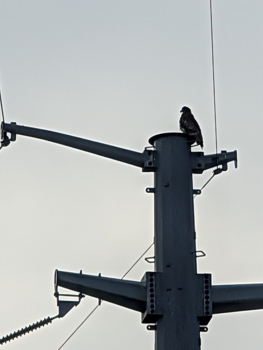 ハクトウワシ - ML646789912