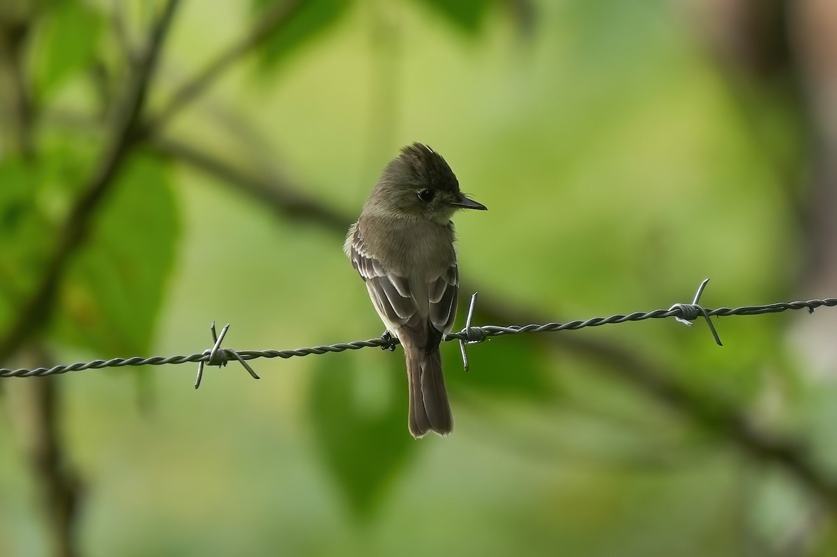 Waldschnäppertyrann - ML646789914