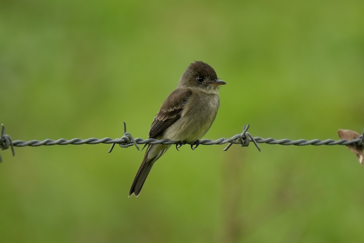 Waldschnäppertyrann - ML646789915