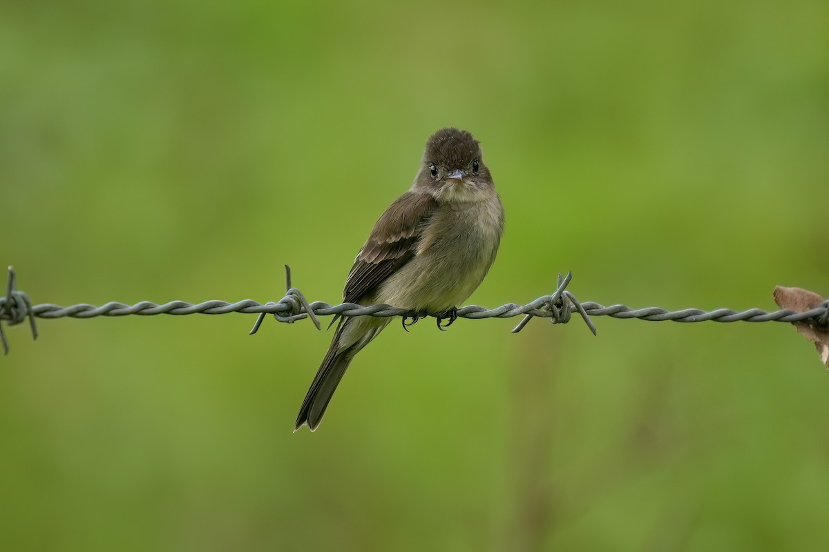 Waldschnäppertyrann - ML646789916