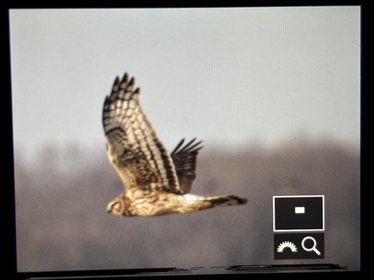 Northern Harrier - ML646789917