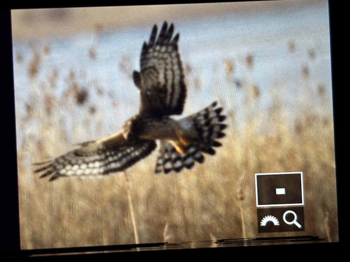 Northern Harrier - ML646789918
