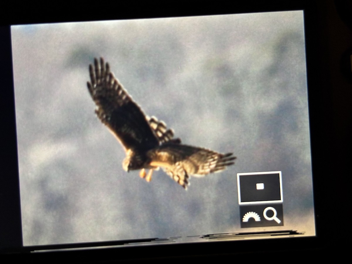 Northern Harrier - ML646789919