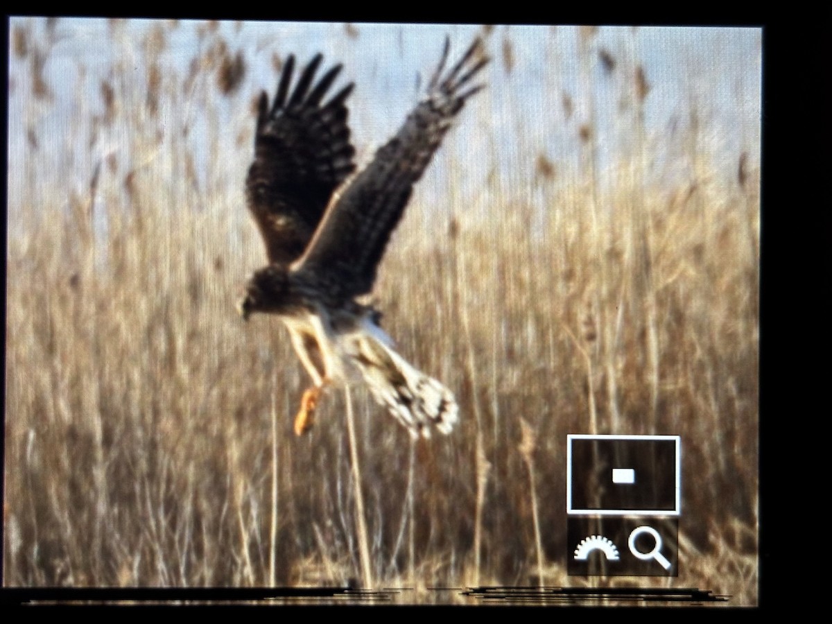 Northern Harrier - ML646789920