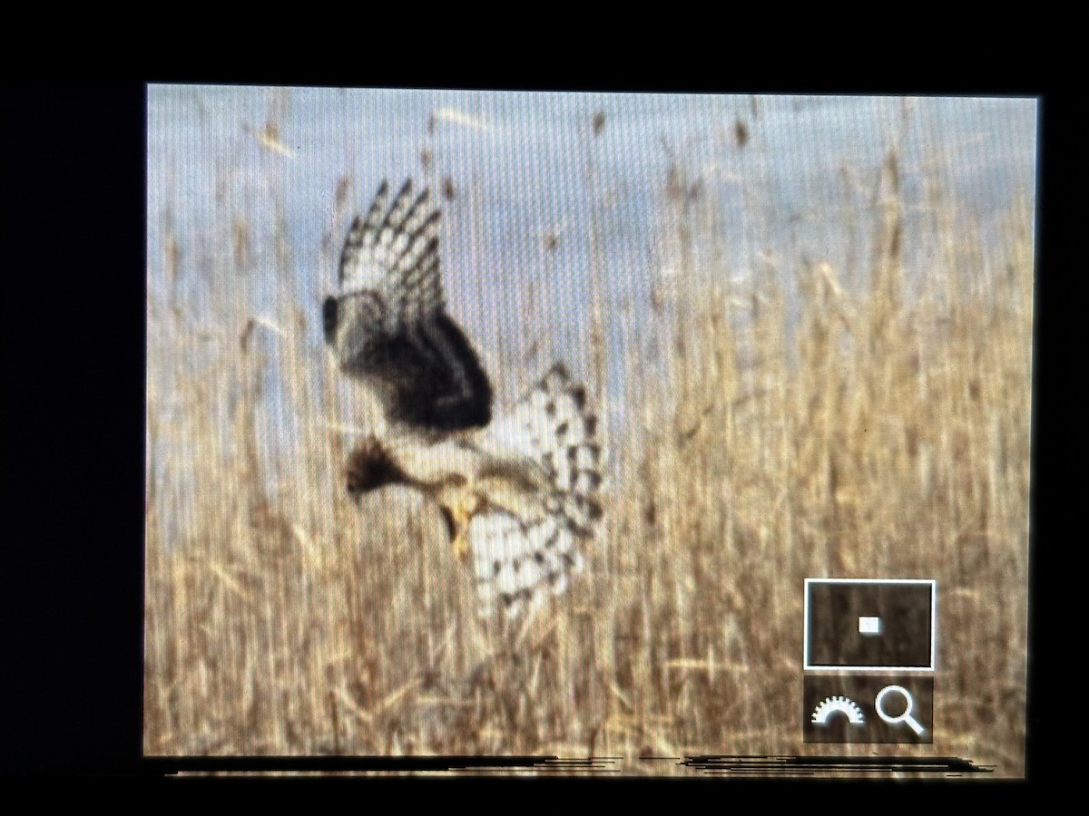 Northern Harrier - ML646789921