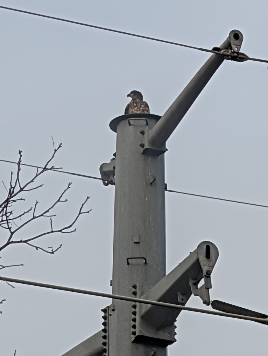 ハクトウワシ - ML646789922