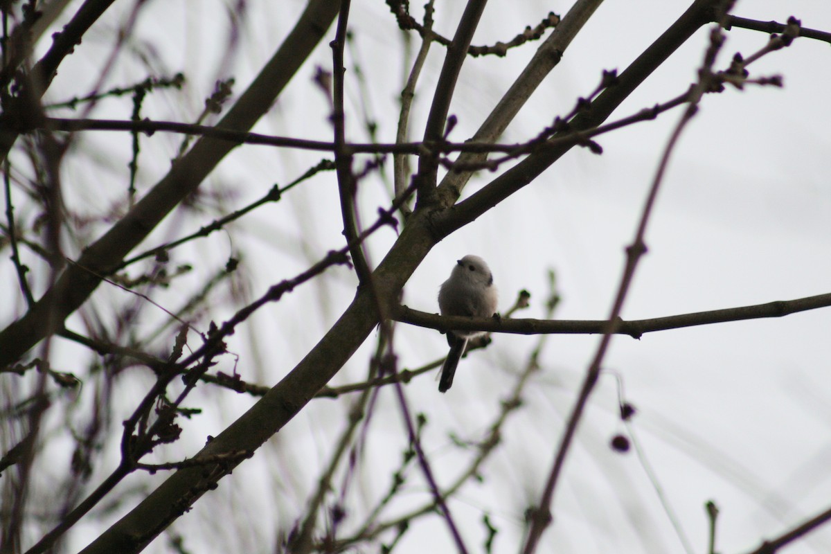 Long-tailed Tit - ML646789924