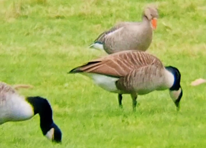 ハイイロガン - ML646789927