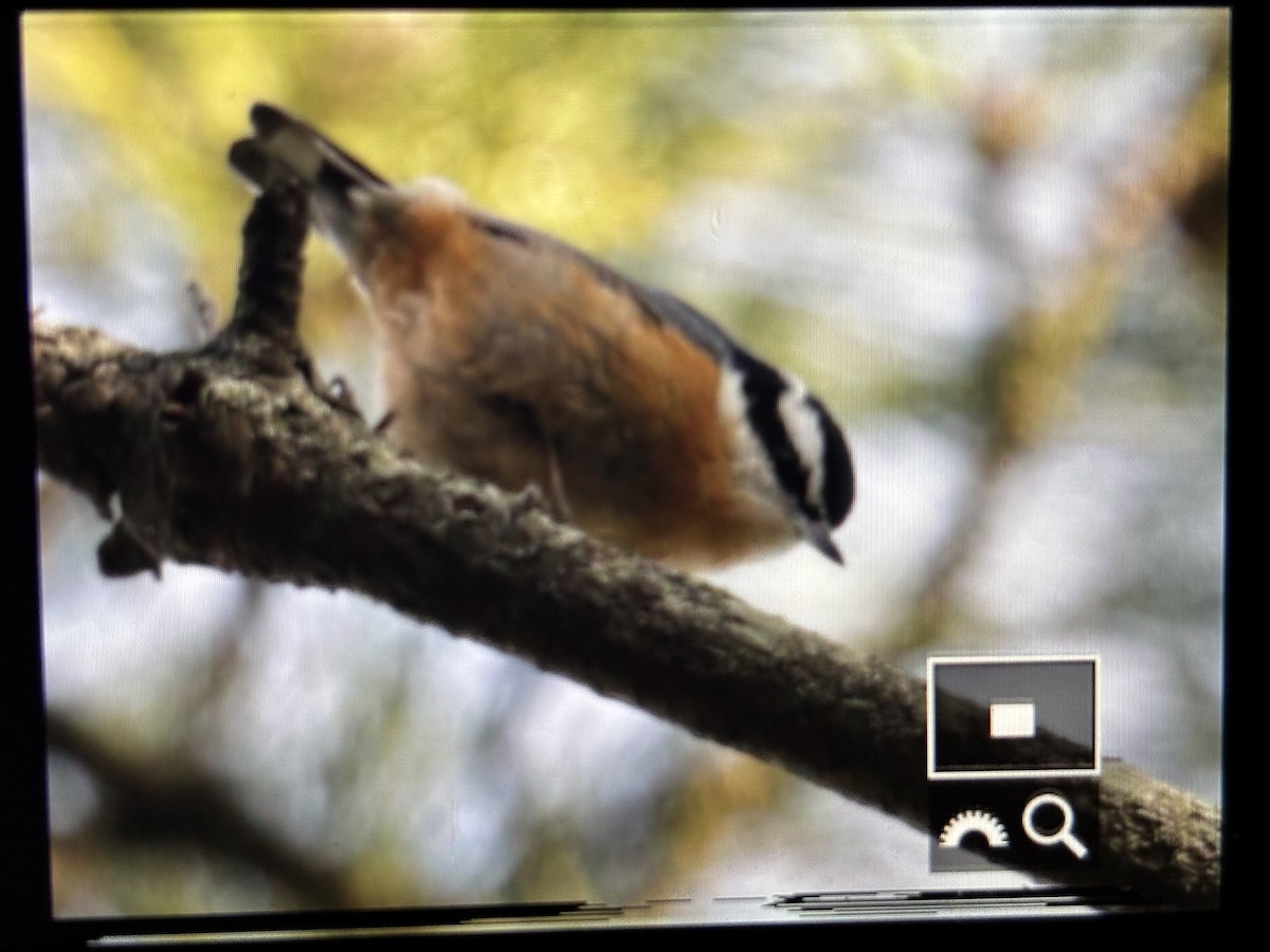 Red-breasted Nuthatch - ML646789928