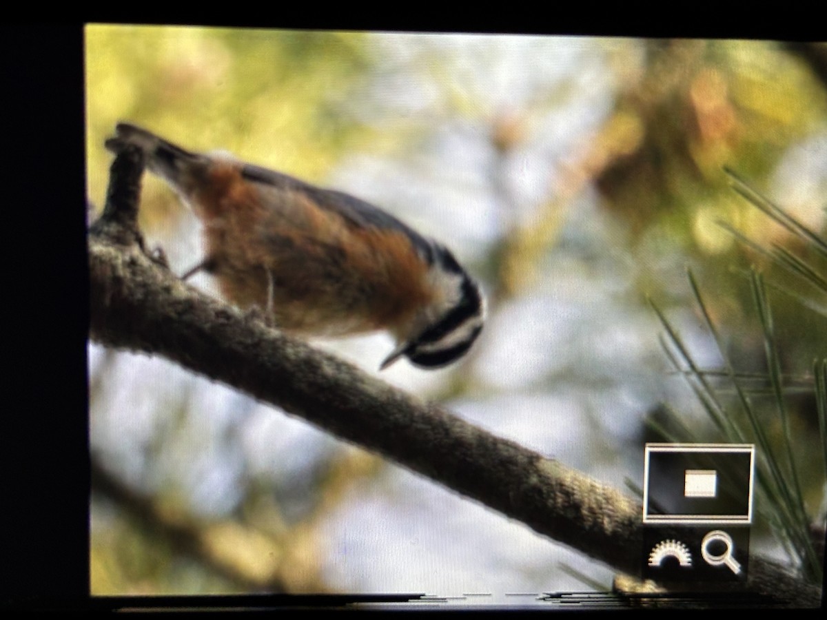 Red-breasted Nuthatch - ML646789929