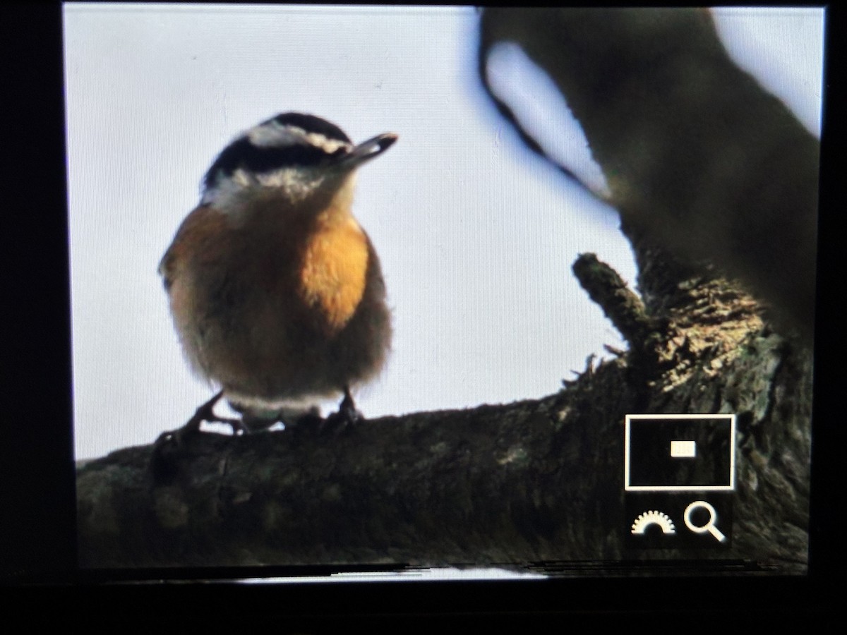 Red-breasted Nuthatch - ML646789930