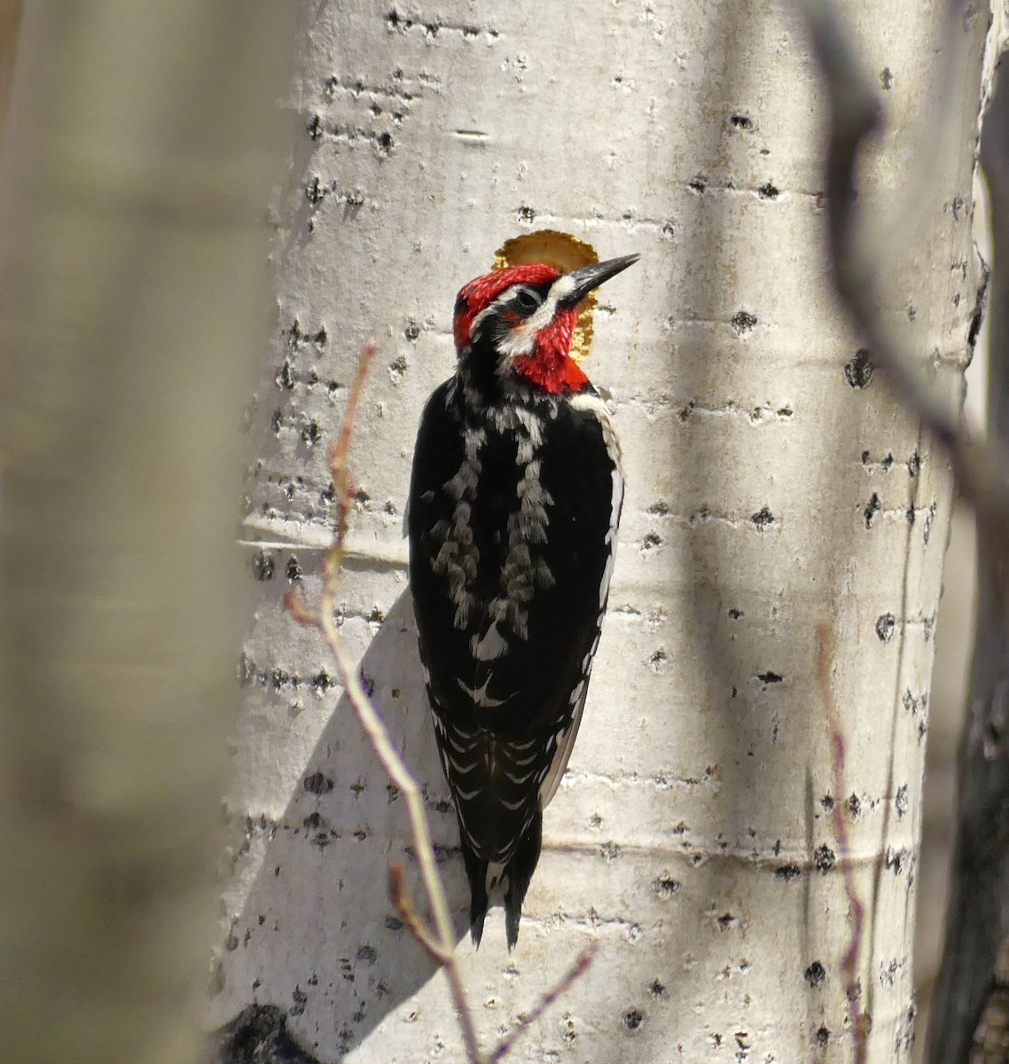 Red-naped Sapsucker - ML646789931