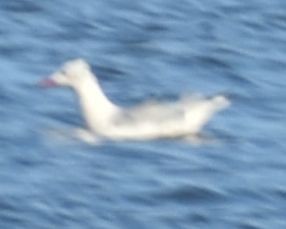 Мартин тонкодзьобий - ML646789932