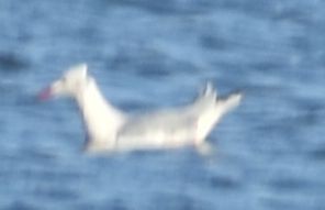 Мартин тонкодзьобий - ML646789933