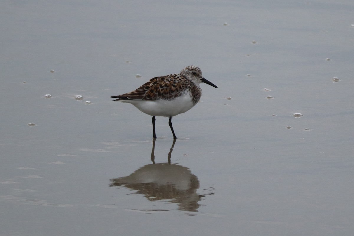 Sanderling - ML646789937
