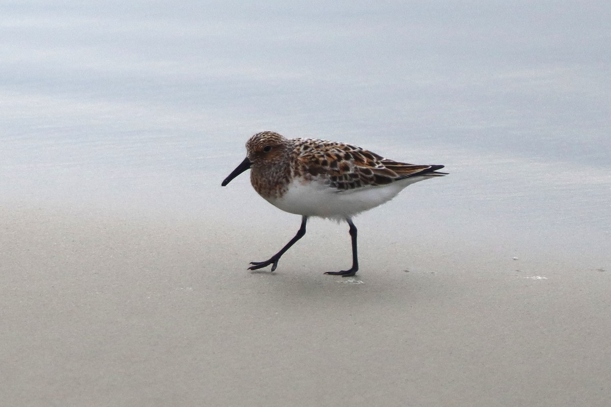 Sanderling - ML646789938