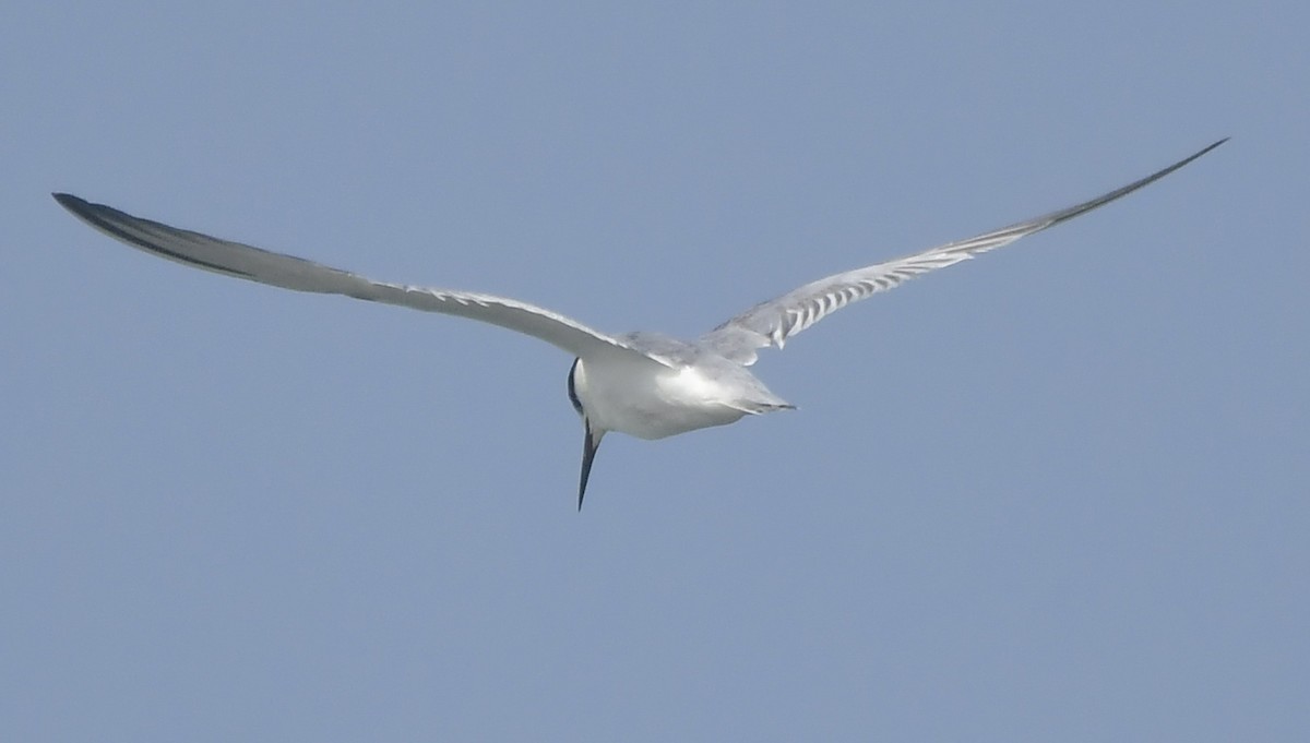 Zwergseeschwalbe - ML646789939