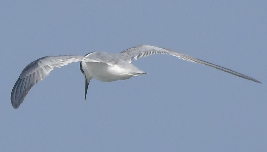 Zwergseeschwalbe - ML646789940