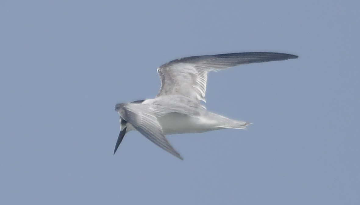 Zwergseeschwalbe - ML646789941