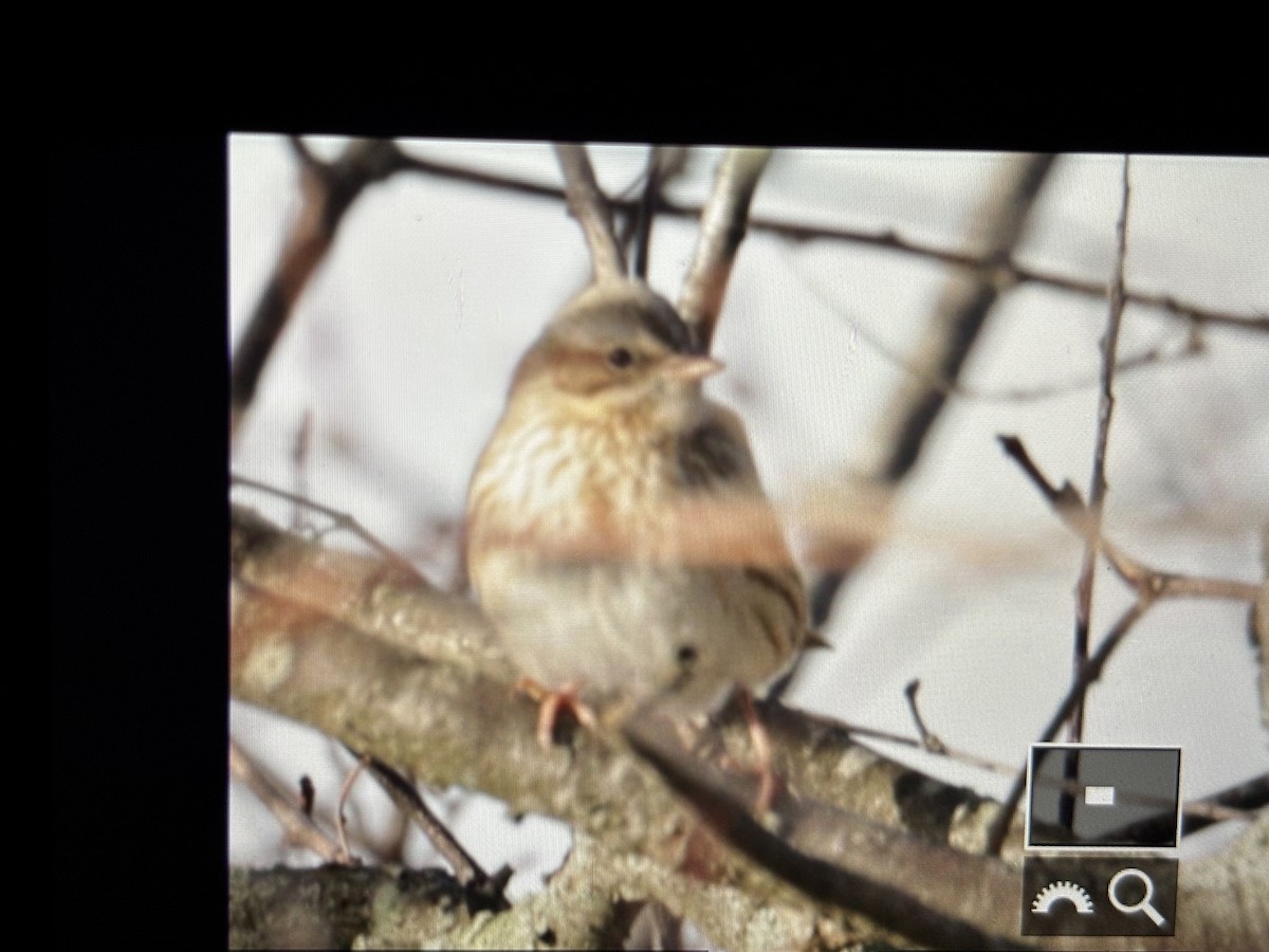 Savannah Sparrow (Ipswich) - ML646789943