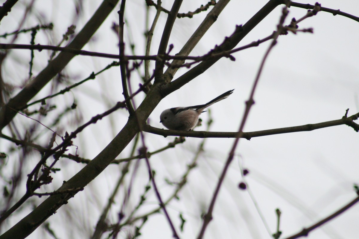 Long-tailed Tit - ML646789944