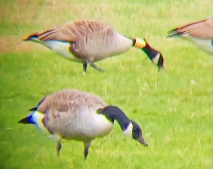 カナダガン - ML646789946