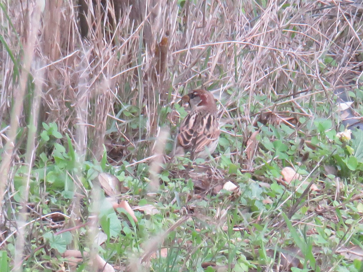 Spanish Sparrow - ML646789947
