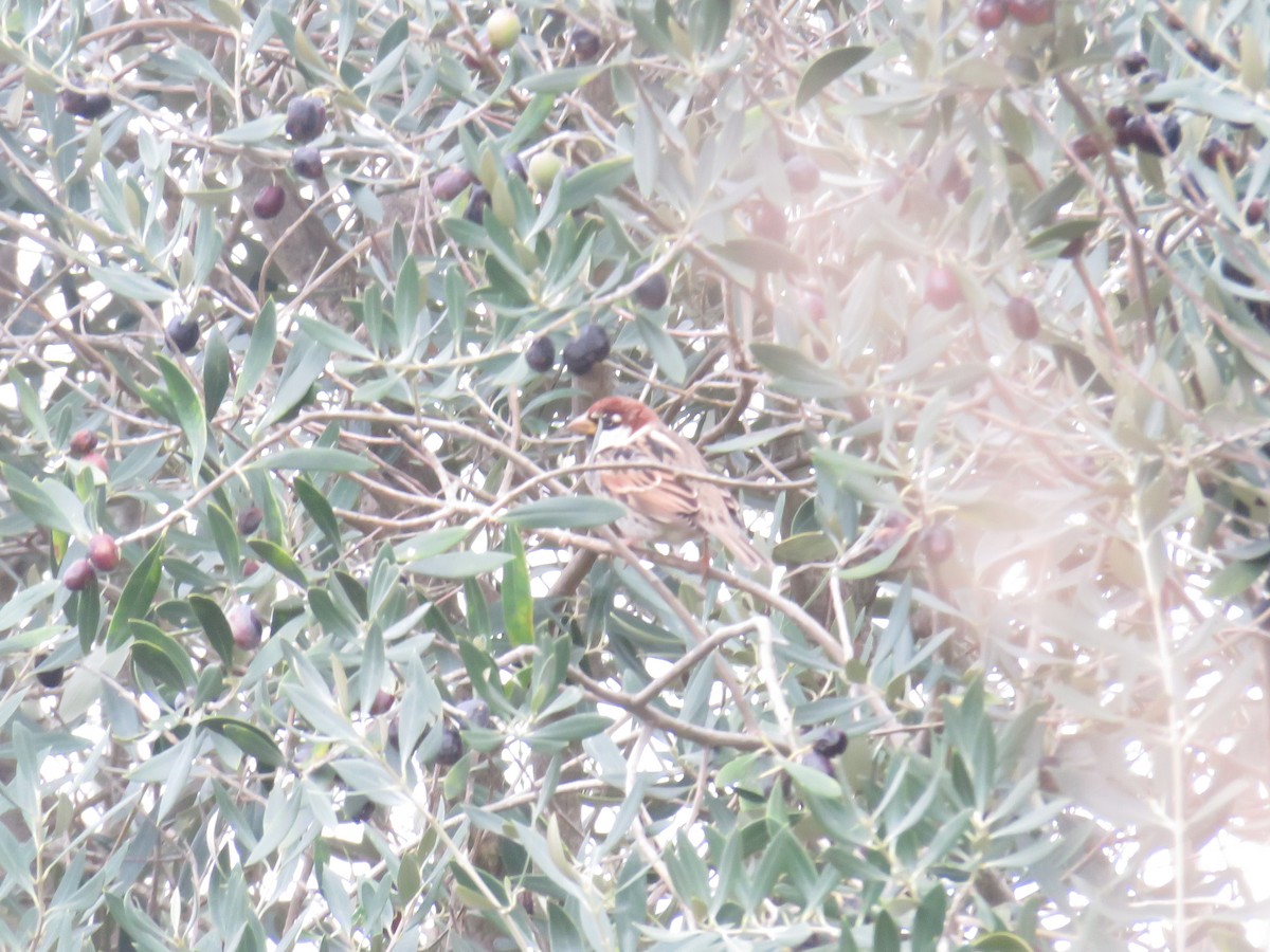 Spanish Sparrow - ML646789948