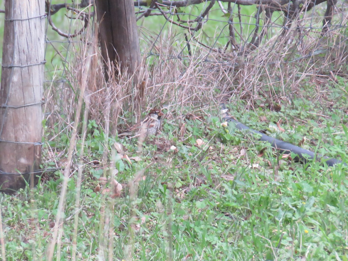 Spanish Sparrow - ML646789949