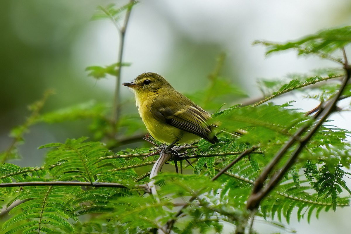 Zitronentyrann - ML646789951