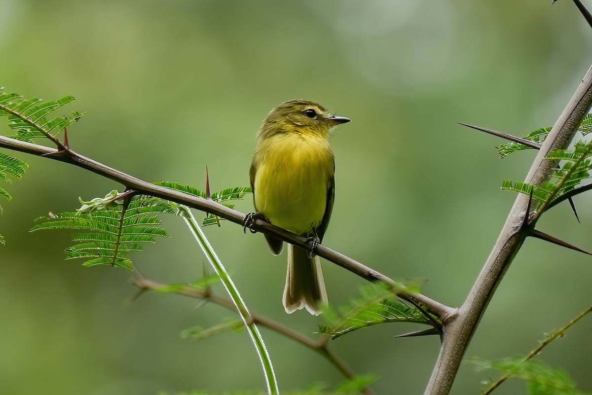 Zitronentyrann - ML646789952