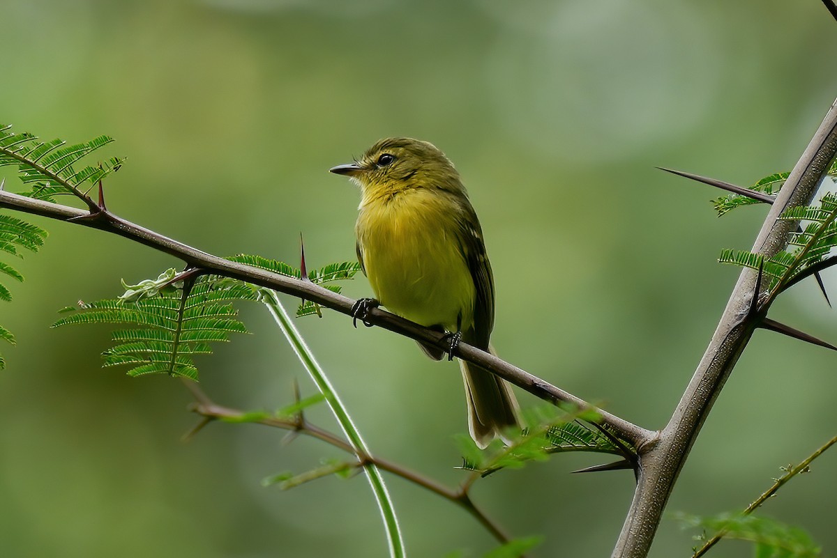 Zitronentyrann - ML646789953