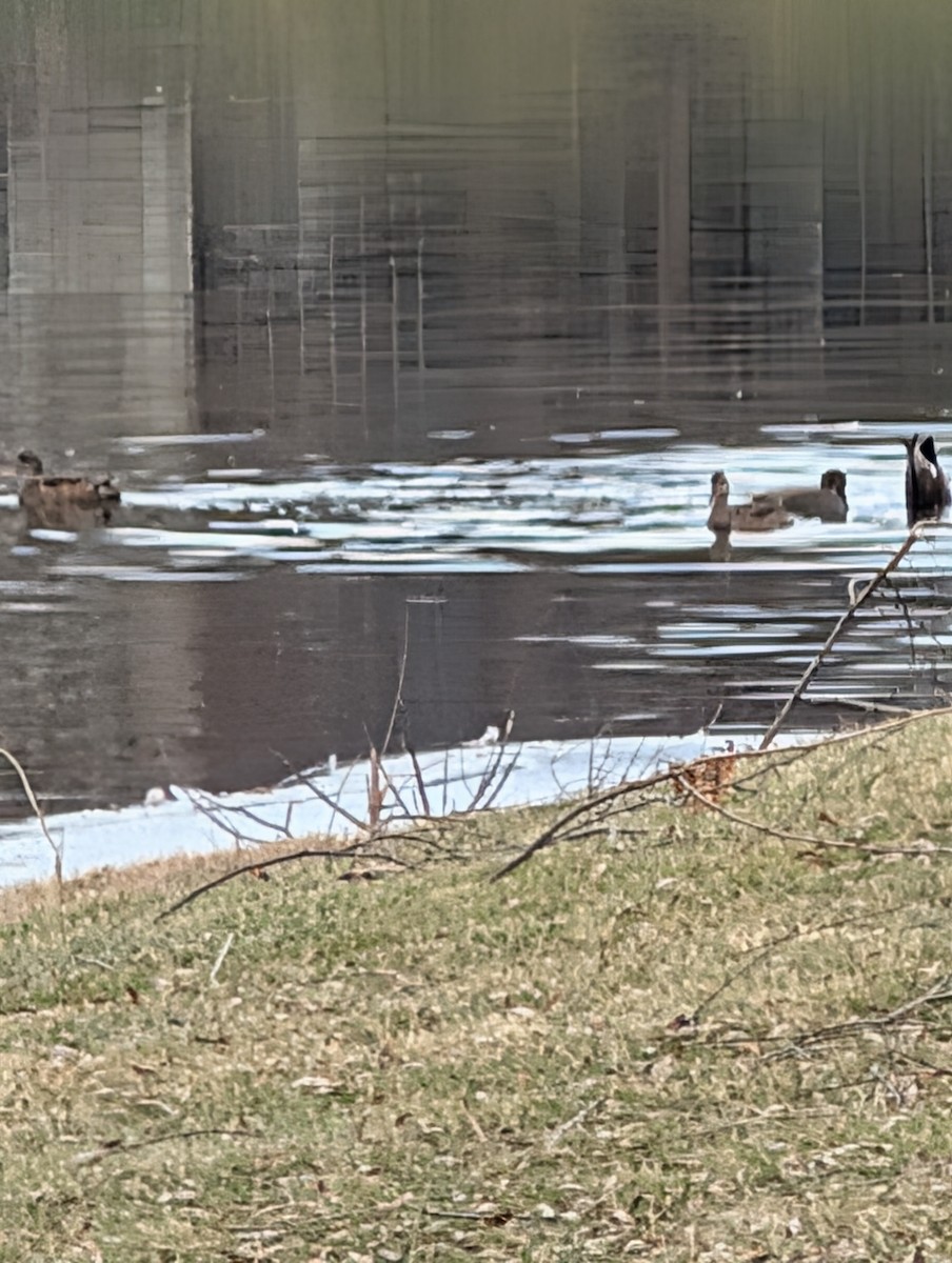 オカヨシガモ - ML646789955