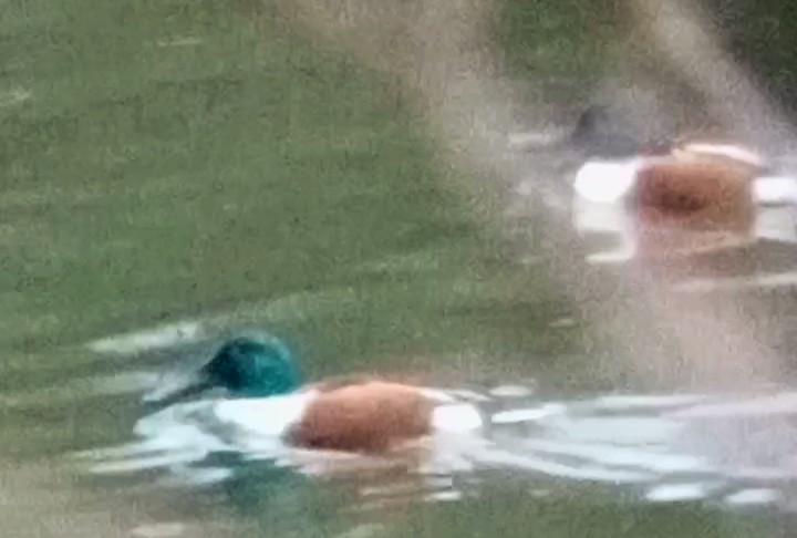 ハシビロガモ - ML646789958