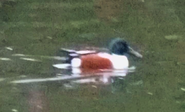 ハシビロガモ - ML646789959