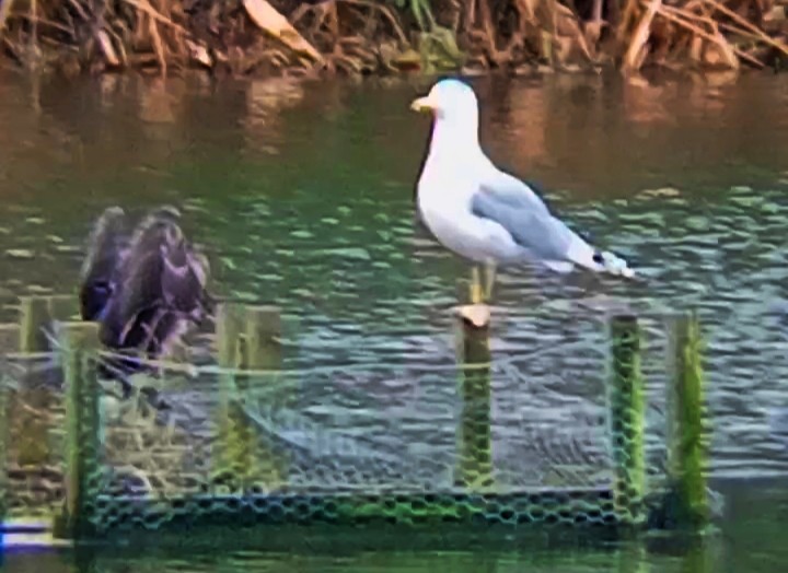 カスピセグロカモメ - ML646789961