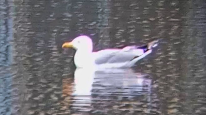 キアシセグロカモメ - ML646789967