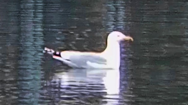 カスピセグロカモメ／キアシセグロカモメ - ML646789969