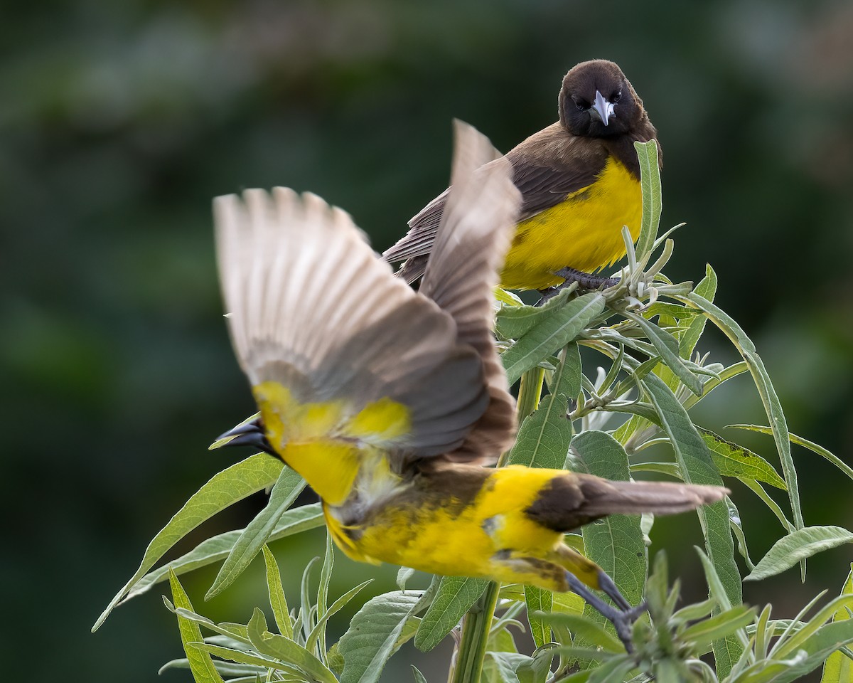 Yellow-rumped Marshbird - ML646789970