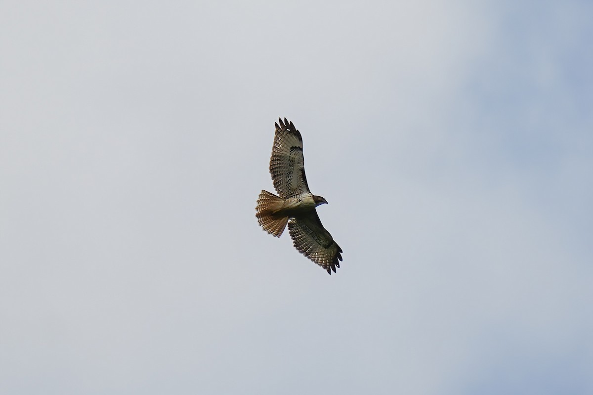 Rotschwanzbussard - ML646789975