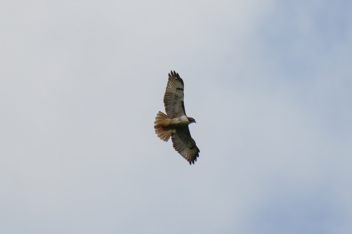 Rotschwanzbussard - ML646789976