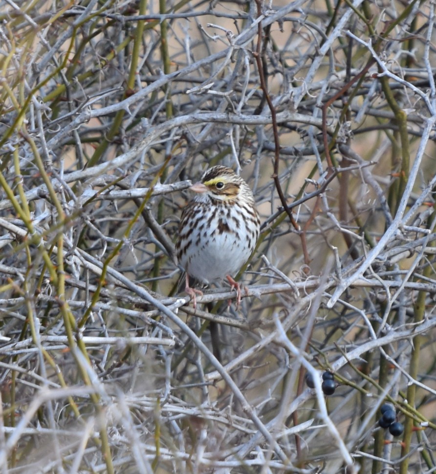 Savannah Sparrow - ML646789977