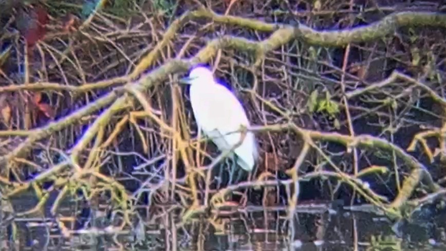 コサギ - ML646789979