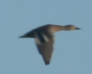 Mallard - ML646789997