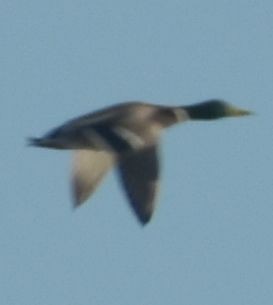 Mallard - ML646789998